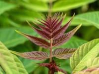 Junges Blatt an einem Essigbaum